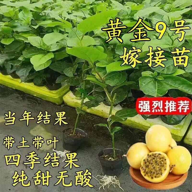 纯甜正宗广西黄金9号百香果嫁接苗阳台庭院盆栽地栽四季爬藤带土