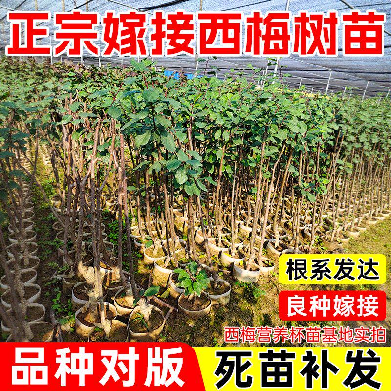 西梅树苗嫁接西梅皇后西梅女神大果李子树苗庭院盆栽苗圃发货