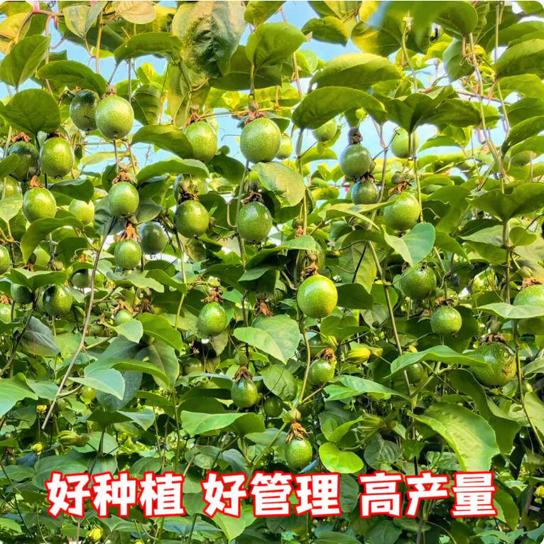 亲蜜9号百香果树果苗黄金百香果大苗庭院地栽四季种植树苗盆栽