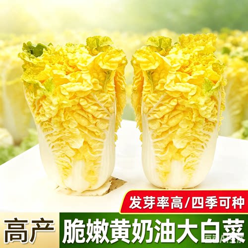 【抢！拍1发6】鸡蛋黄大白菜种黄心大白菜种子高桩白菜种子ZX
