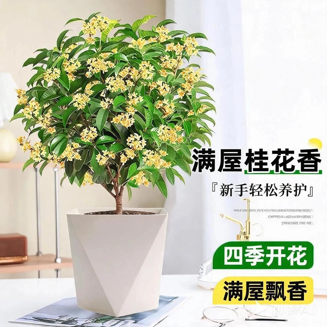 桂花树苗四季桂盆栽浓香型室内阳台庭院地栽金丹桂花卉耐寒植物CL