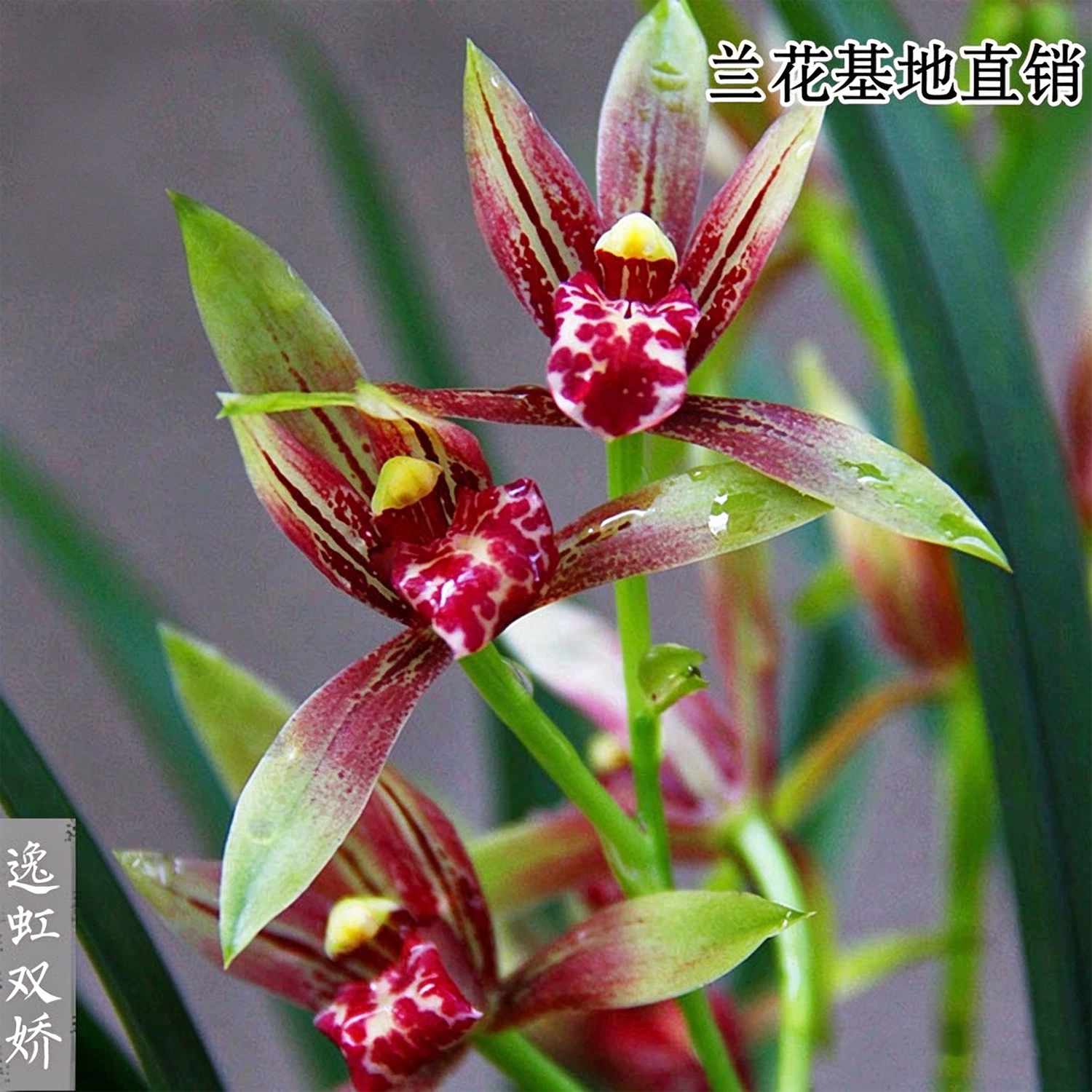建兰逸红双娇小国魂浓香好养带花
