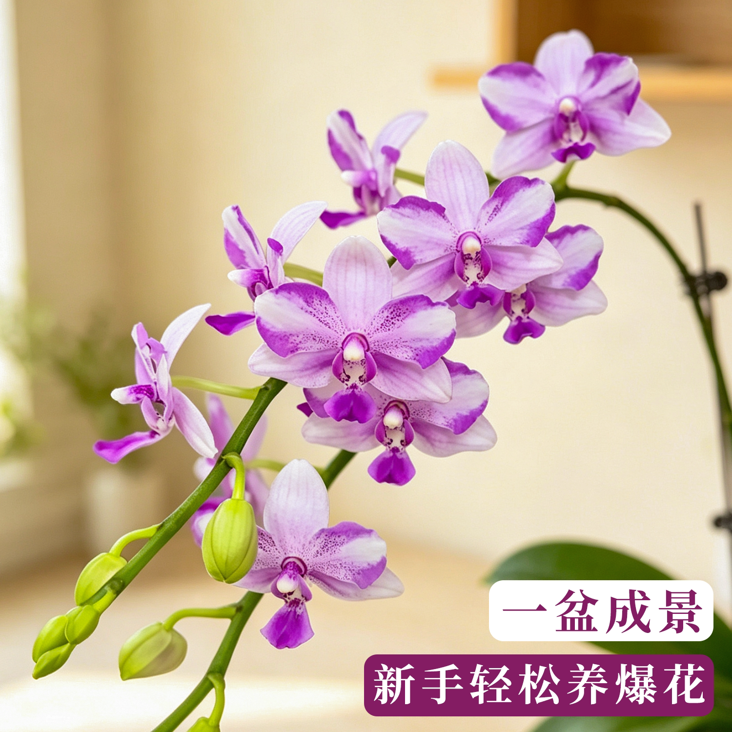 蝴蝶兰花苗紫薇室内阳台好养盆栽