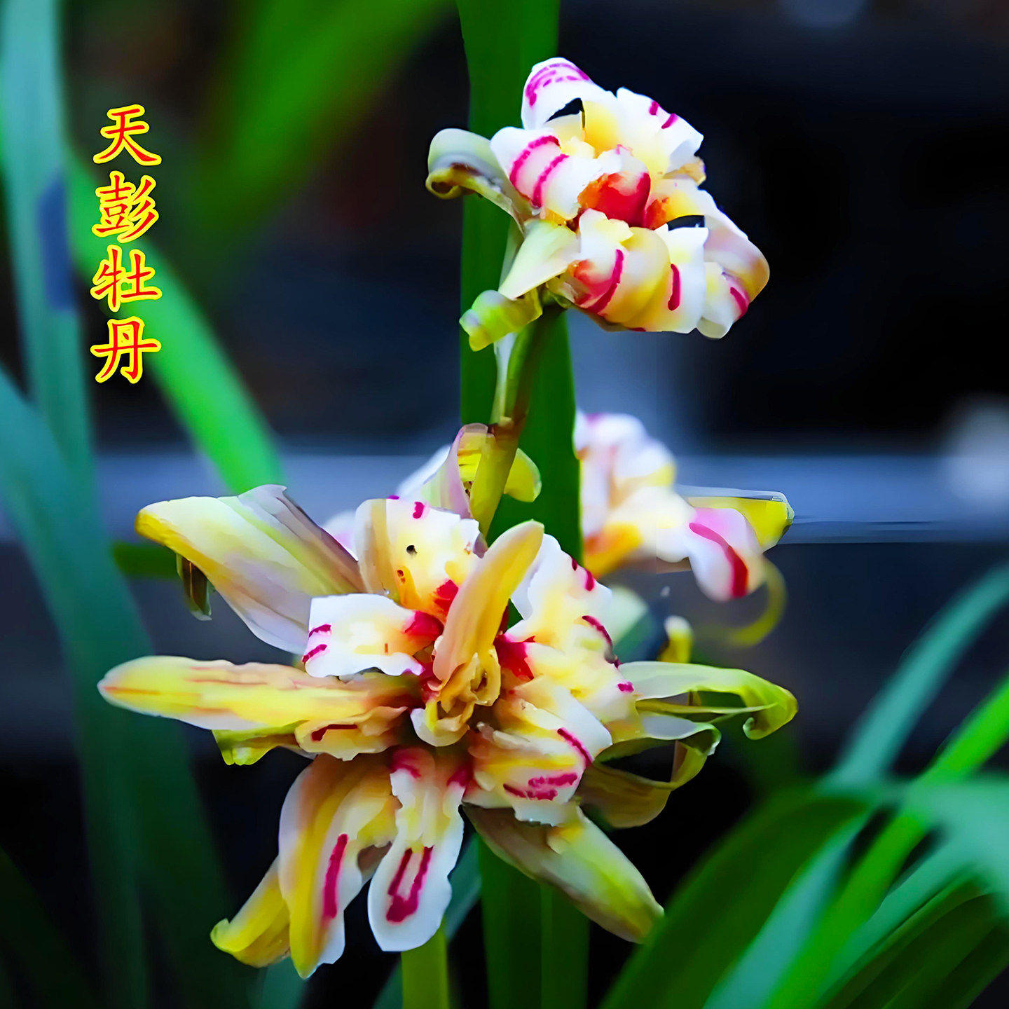 春兰天彭牡丹奇花现带花苞浓香型精品名贵兰花苗室内花卉绿植盆栽