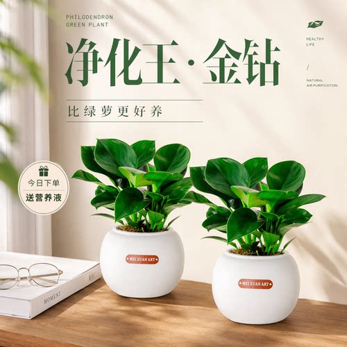金钻盆栽绿萝室内水培好养净化