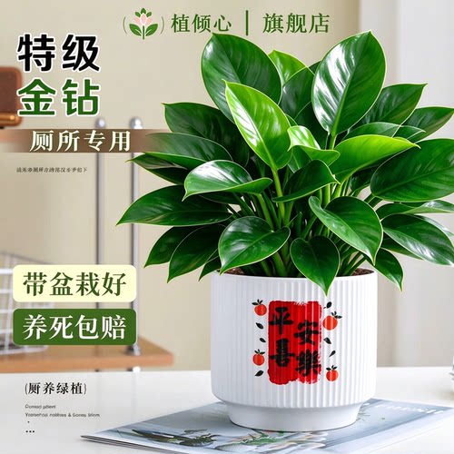 金钻盆栽绿萝室内水培好养净化