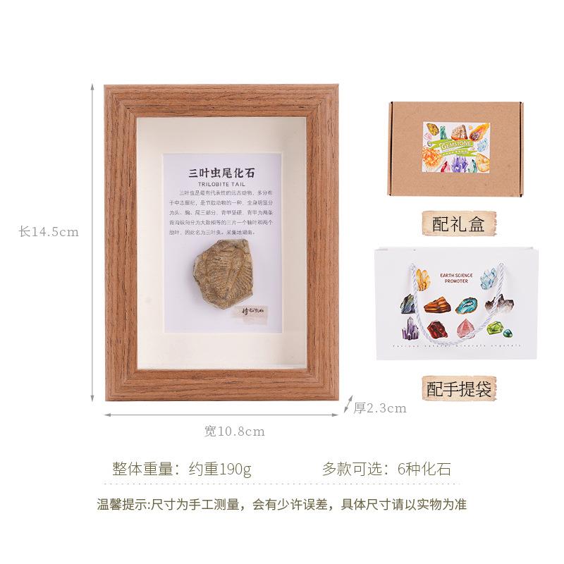 天然古生物化石相框玻璃原木挂画三叶虫菊石海洋动物桌面工艺品摆