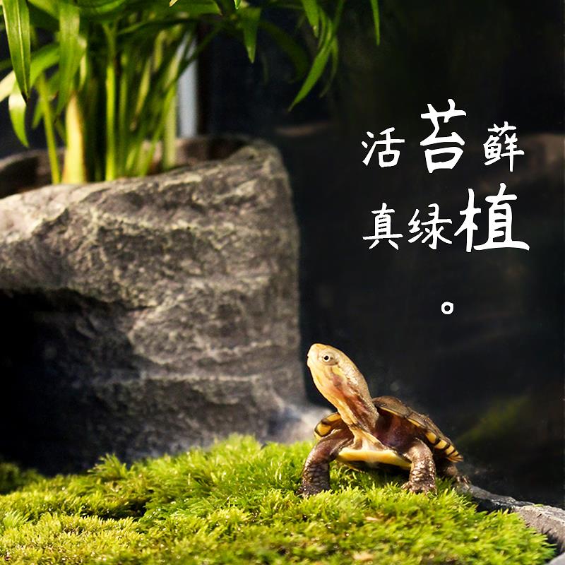 乌龟晒背台爬台浮岛造景缸宠物晒背台爬梯巴西龟晒台爬宠躲避洞穴
