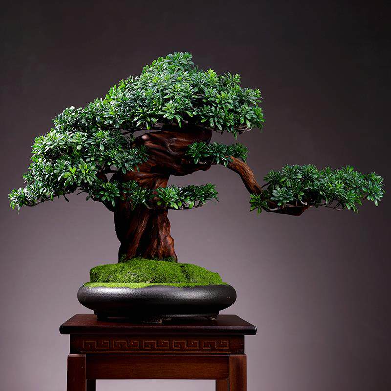 客厅植物盆景室内迎客松绿植盆栽大型假树桌面微景观装饰摆件