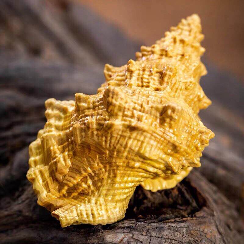 小叶黄杨木法螺 8.3×5.3×4.3CM摆件摆饰书房书桌装饰工艺厂