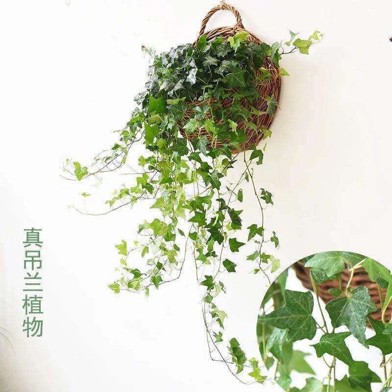 栀子花盆栽藤编花盆壁挂悬挂花篮吊篮草编吊兰植物户外阳光花盆