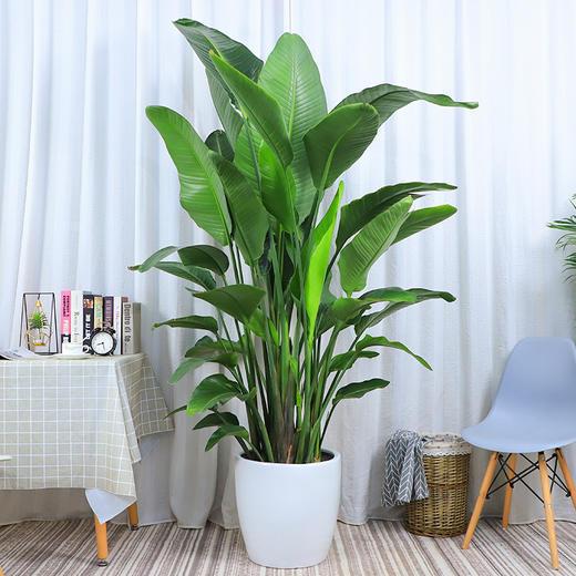 天堂鸟四季花卉盆栽客厅办公室内大型绿植大叶植物新房家用吸甲醛