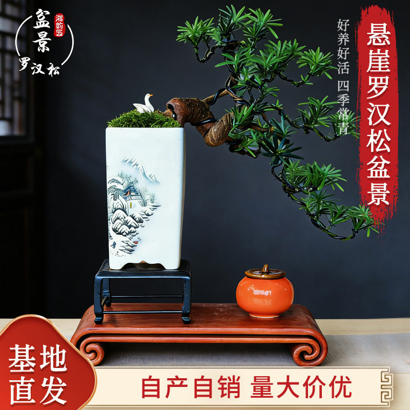 悬崖罗汉松盆景禅意绿植摆件盆景空气净化四季常青小型室内盆栽