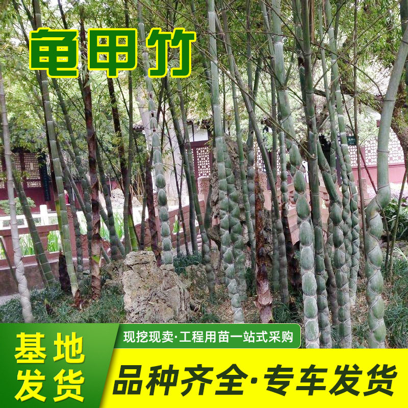 龟甲竹苗木批发庭院观赏竹子苗工程绿化竹子植物长寿竹盆景龟甲竹