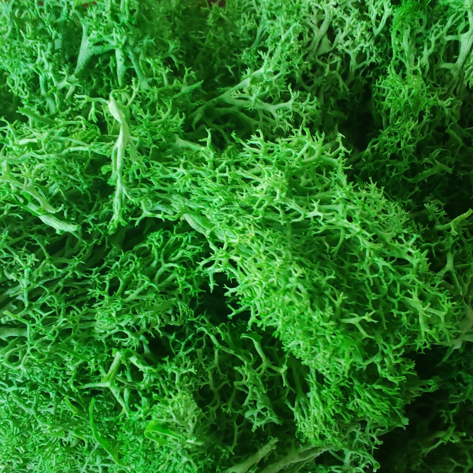 永生苔藓植物墙壁珊瑚草青苔盆景室内景观造景装饰绿色仿真保鲜花