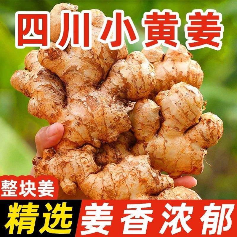 现挖黄姜本地小黄姜老黄姜生姜新鲜现挖老姜母月子姜土姜非云南