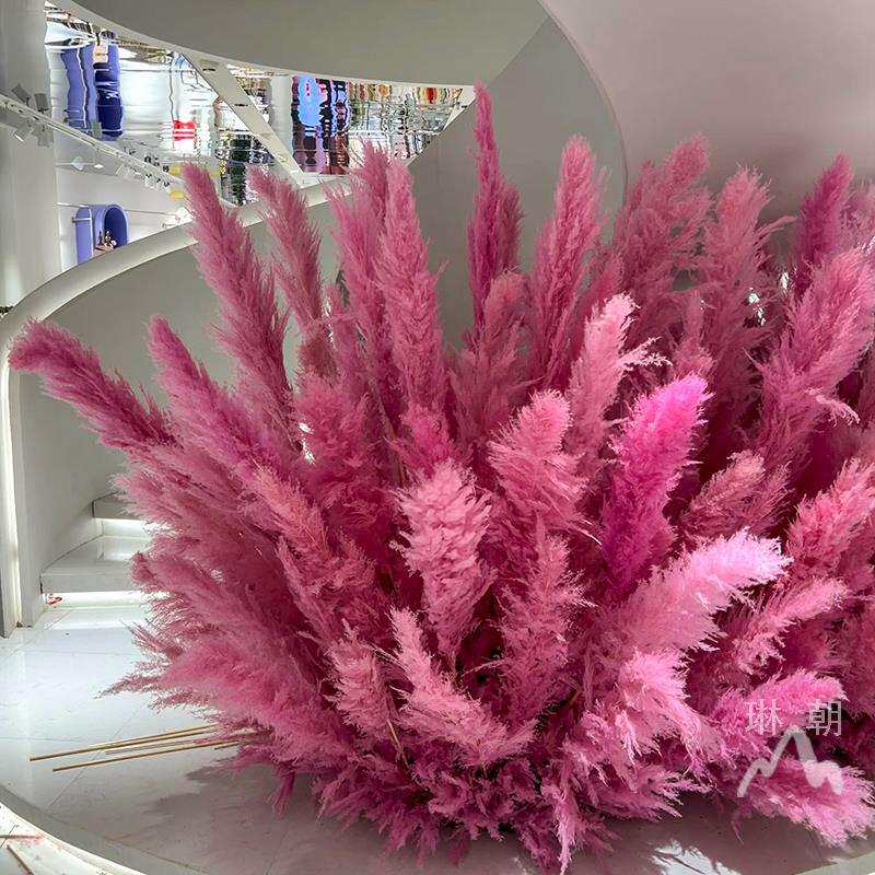 粉色芦苇干花网红景观花束婚庆商场橱窗装饰红色芦苇花室内外造景