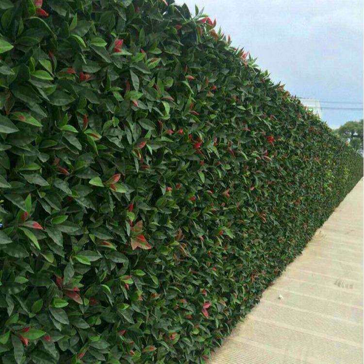 植物墙仿真草坪加密草坪 人造绿植墙 塑料假草坪背景壁挂装饰