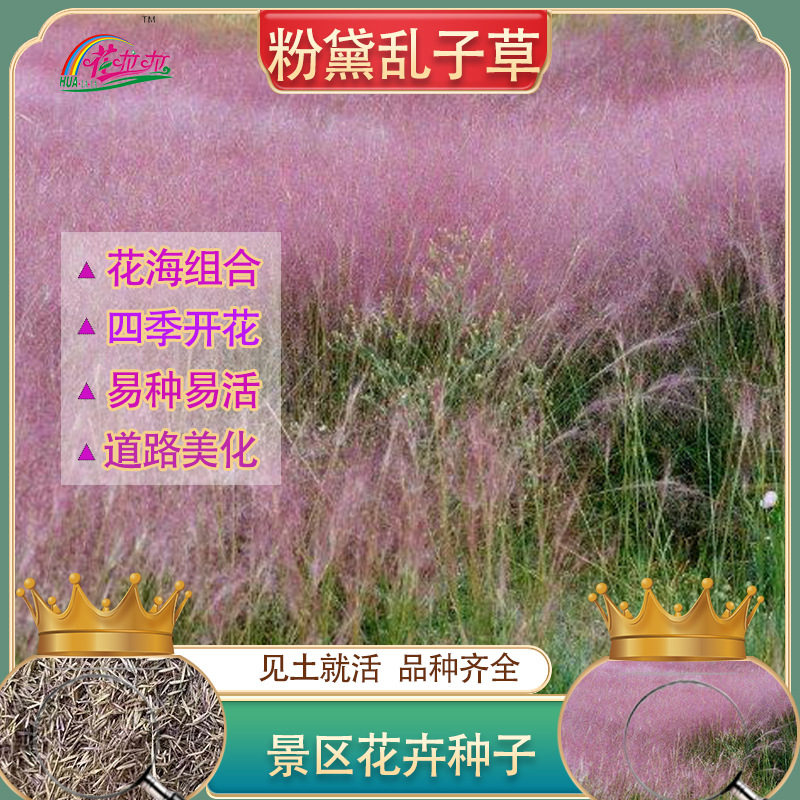 多年生粉黛乱子草花籽网红观赏花种粉色花海毛芒乱子草花草子景观