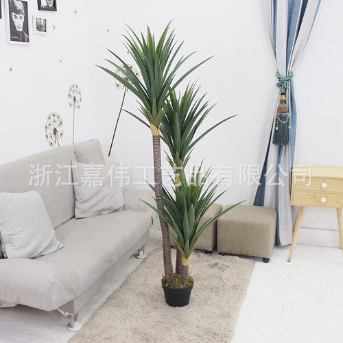 三杆小剑麻jiawei/嘉伟厂家直销出口装饰植物