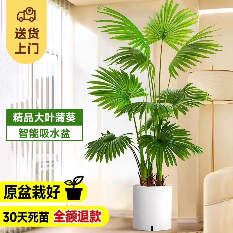 蒲葵盆栽室内客厅观叶绿植四季好养水培植物办公室棕竹大扇叶盆景