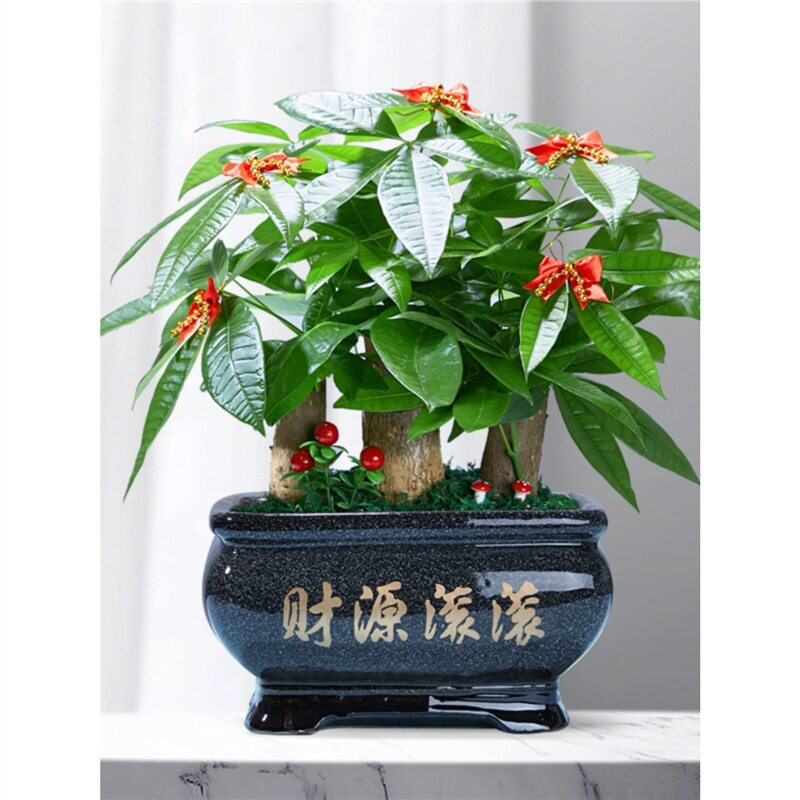 发财树盆栽树桩招财室内大型绿植开业送礼前台大号金钱树四季常青