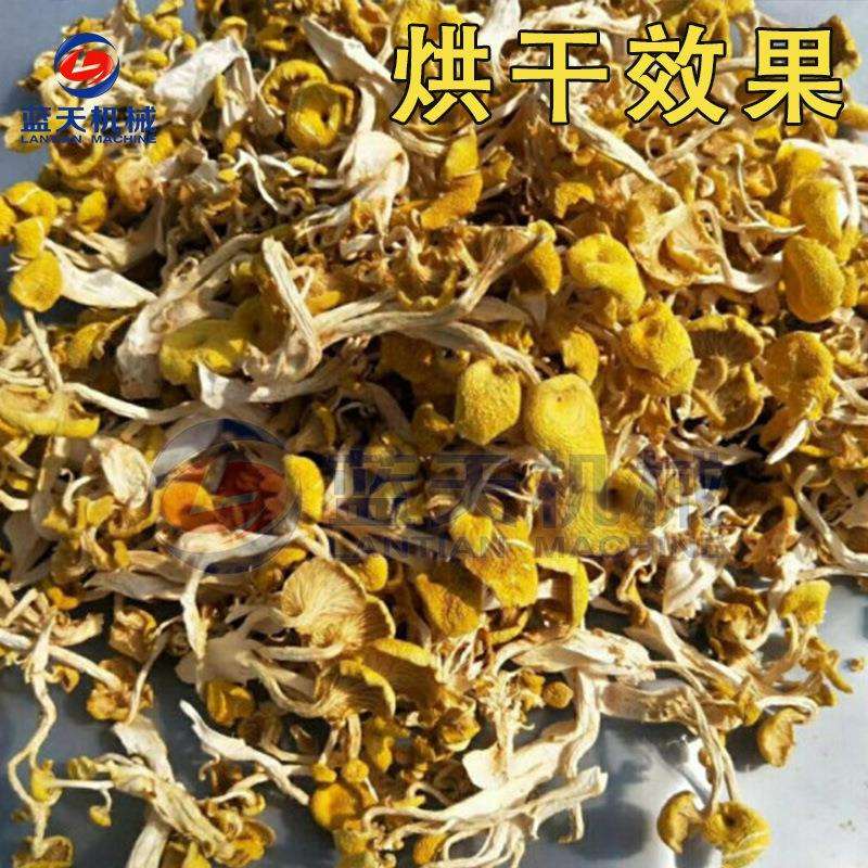 东北榆黄蘑烘干机 大型黄平菇黄金菇干烘干机 鸡油菌脱水烘干设备