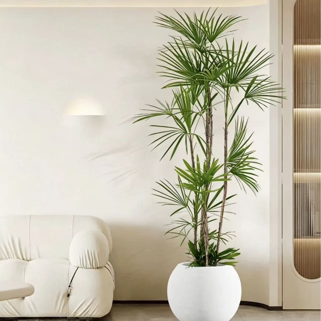 棕竹室内客厅盆栽植物大型落地真绿植吸甲醛神器细叶竹子四季常青