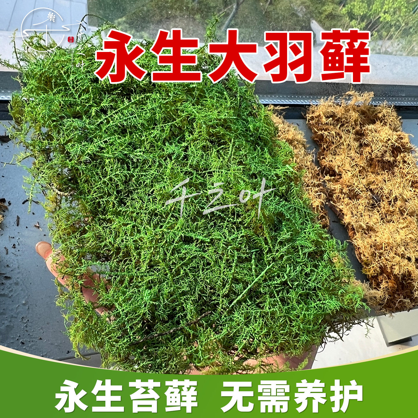 永生大羽藓造景庭院草坪铺面成活率高青苔百搭绿植基地直销批发