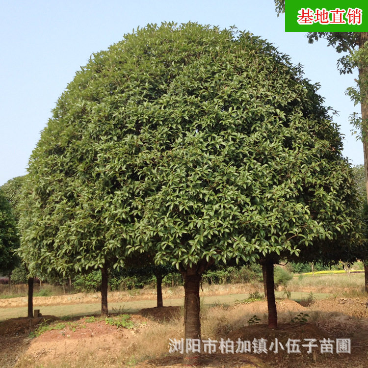 批发湖南桂花树 绿化苗木15公分4米冠幅八月桂金桂 大型工程苗