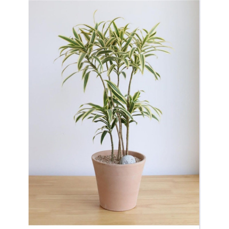 金边百合竹盆栽植物龙血树室内客厅北欧风造型绿植净化空气大植物
