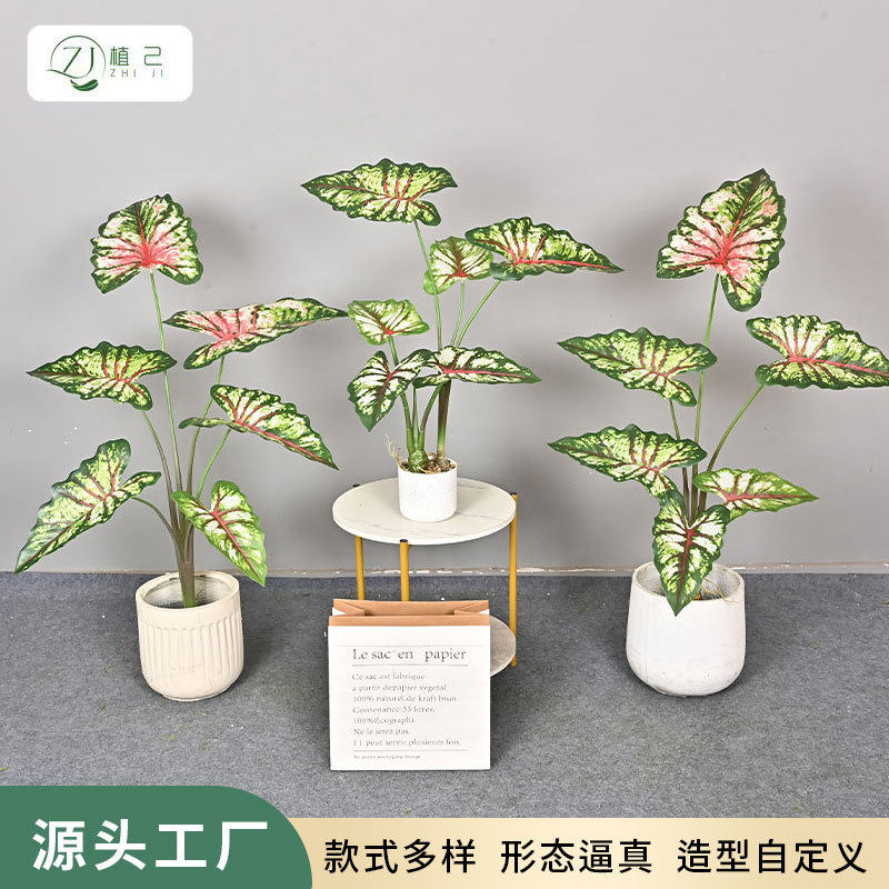 仿真绿植彩叶芋室内家居办公室景观装饰造景大叶子假植物落地盆栽图片
