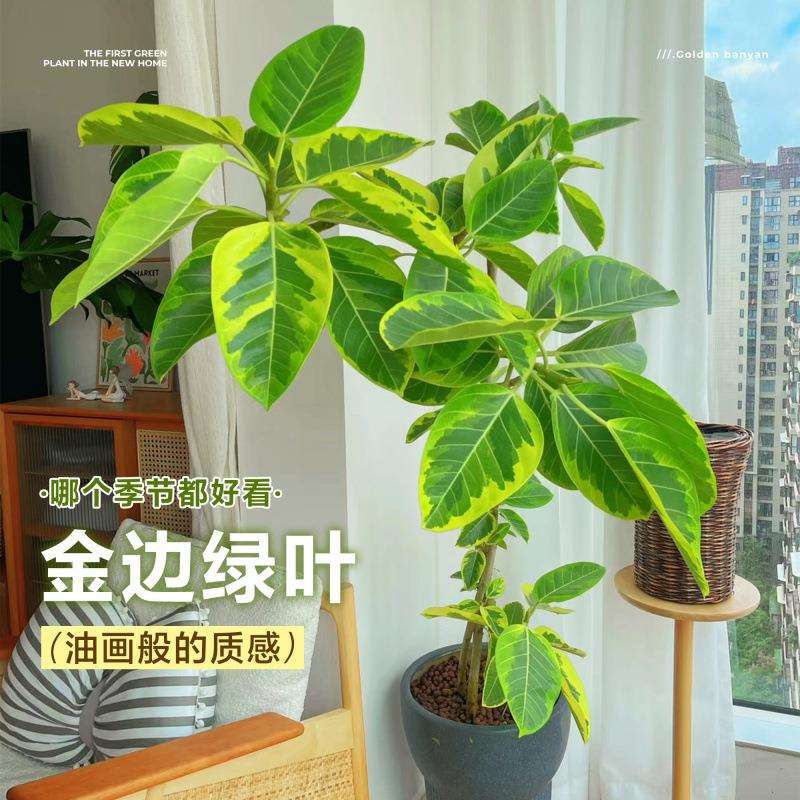 黄金榕客厅绿植盆栽花叶橡皮树室内大型植物高山榕落地盆景好养活