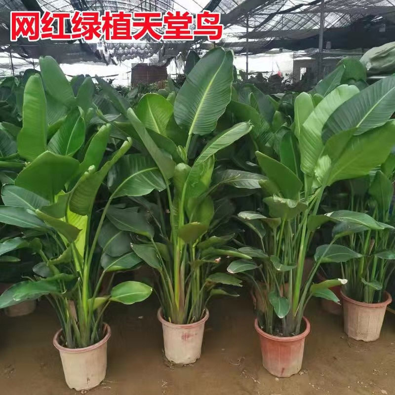 天堂鸟盆栽客厅室内好养大型花卉绿植办公室植物鹤望兰苗大型绿植