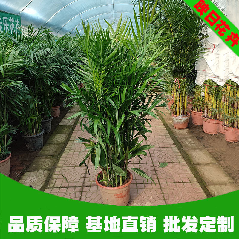 夏威夷竹盆栽批发富贵椰子盆栽 四季常绿室内大盆栽绿植