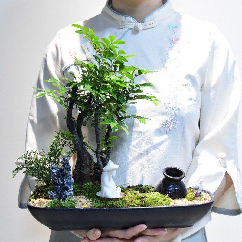 小叶紫檀15-40cm黑骨茶新中式公司开业送礼商务洽谈绿植盆景盆栽