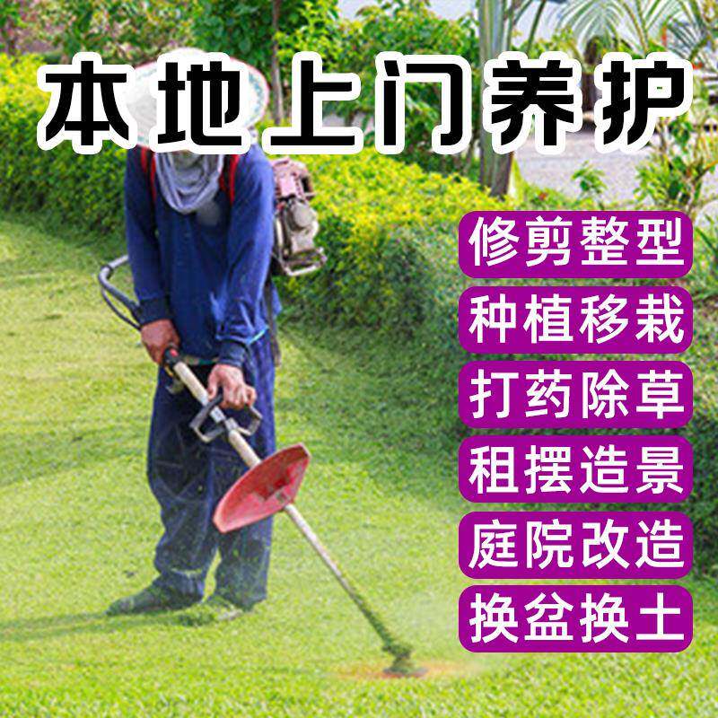 苏州南京上门养花大型盆栽植物花卉花箱种植修剪室外绿植养护