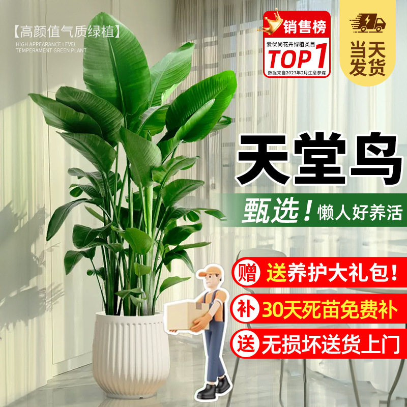天堂鸟客厅大型四季常青绿植物室内旺宅吸除甲醛好养活办公室盆栽