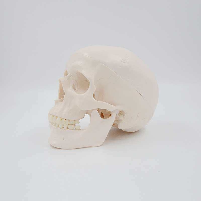 PNT-0150B白头骨B 树脂工艺品1:1骷髅头模型 美术骷髅头雕塑摆件