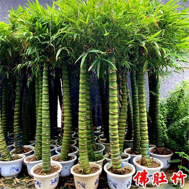 佛肚竹罗汉竹龟甲竹紫竹毛竹大型阳台庭院春夏秋易种四季盆栽室内