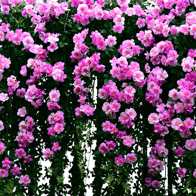 仿真玫瑰栀子花假花藤条塑料藤蔓阳台墙面遮挡装饰花藤室内壁挂墙