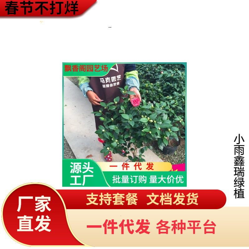 一件代发新品阳台庭院室内盆栽茶花盆栽带花苞山茶花绿植油茶花