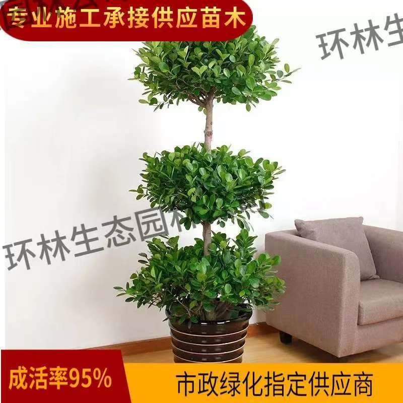 金钱榕大盆栽室内招财摇钱树客厅大型植物榕树办公室绿植四季常青