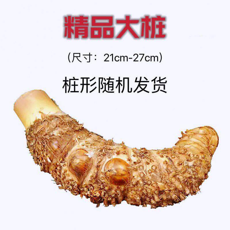 小叶簕竹根苗勒竹桩桌面绿植竹子盆栽室内文人茶几书盆景