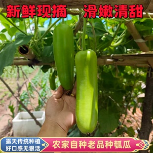 瓠瓜新鲜安徽瓠子老品种葫芦瓜蒲瓜农家露天种植无狠活肉质细嫩好