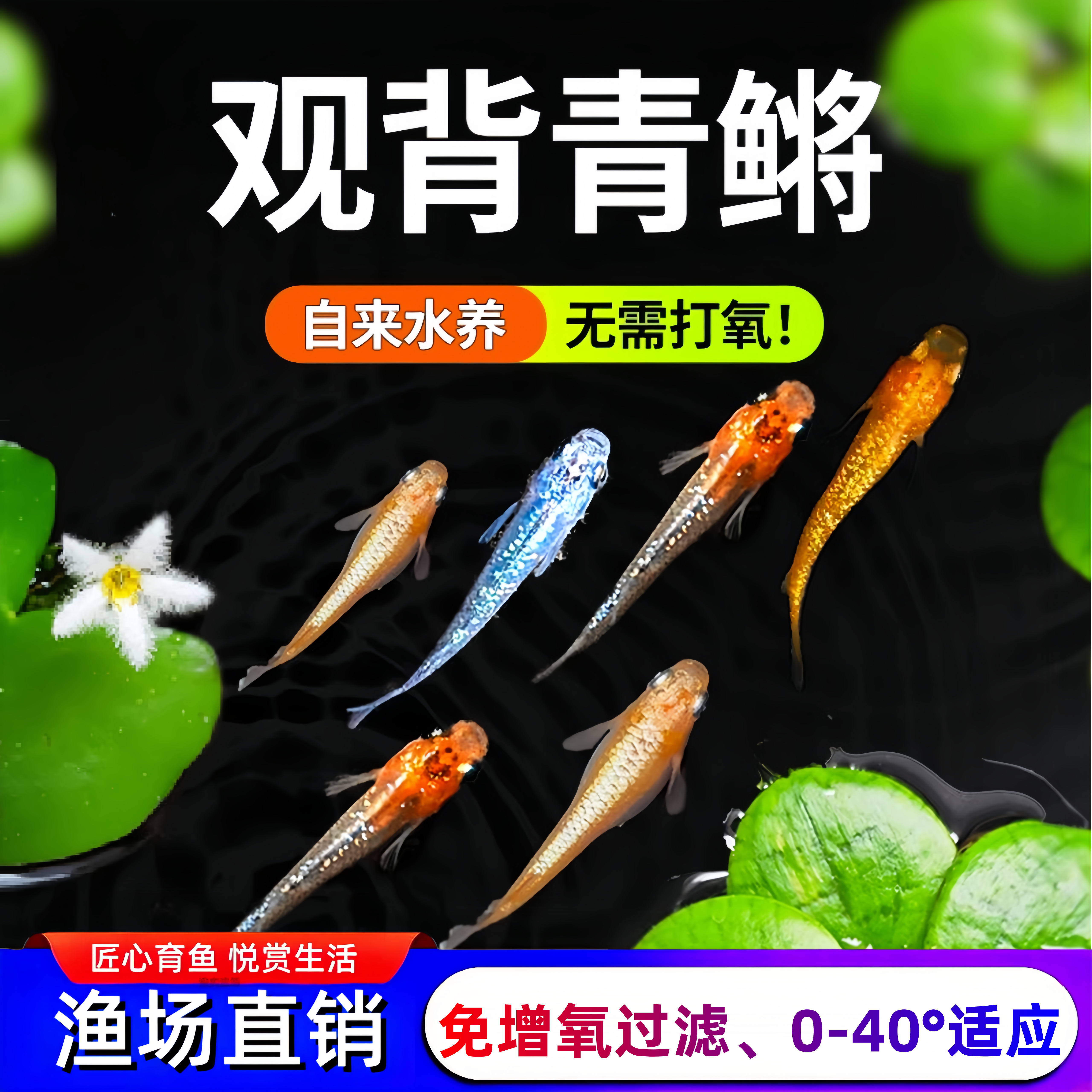 观背青鳉观赏鱼送饲料星光青鱂鱼好养小鱼不加温免打氧冷水鱼好养