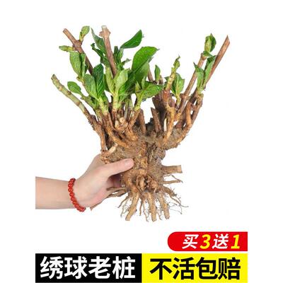 绣球花苗无尽夏树苗绣球花盆栽花卉植物室内花庭院特大老桩苗耐寒