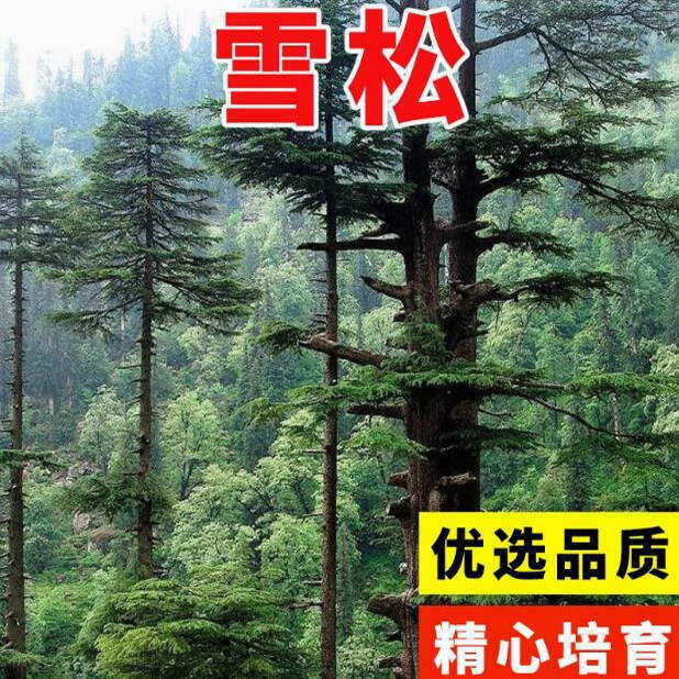 雪松种子新采黄山松迎客松马尾松白皮松五针松黑松油松雪松种子籽