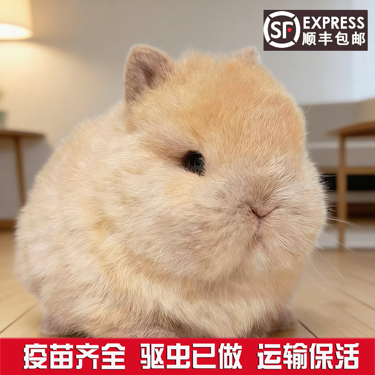 进口双血统宠物兔子活物长不大迷你侏儒兔小兔活体家养宿舍宠物兔