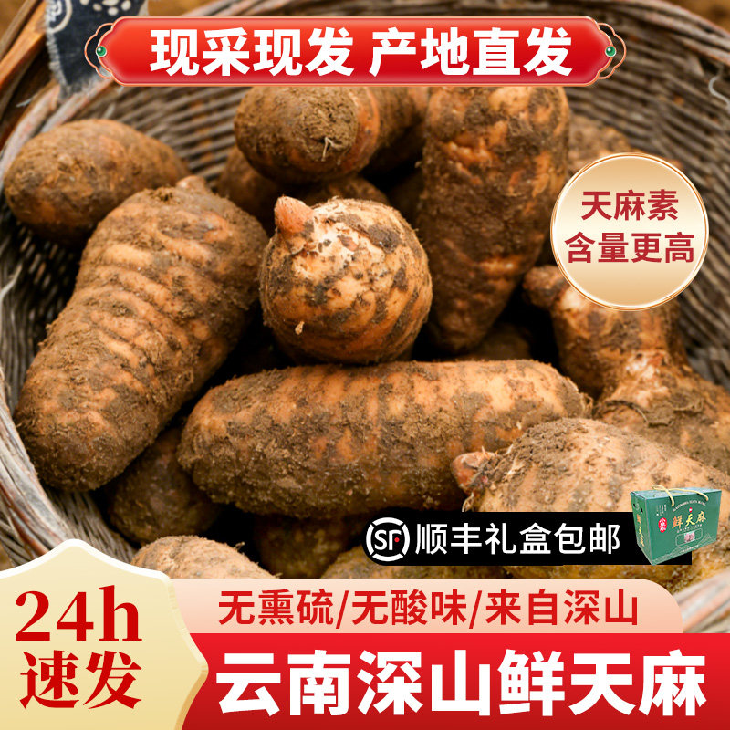 杨直二野生云南天麻昭通特级正品小草坝正宗非天麻粉片干货中药材